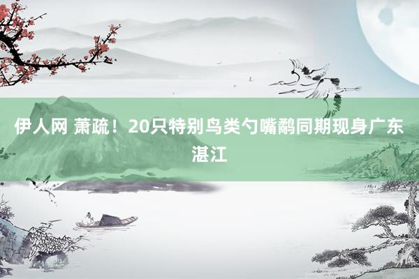 伊人网 萧疏！20只特别鸟类勺嘴鹬同期现身广东湛江